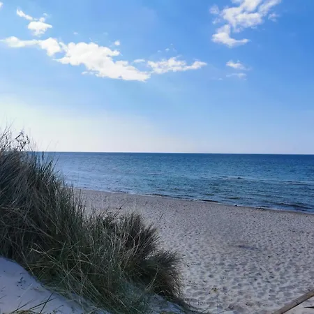 Seaside Forest - Polanki