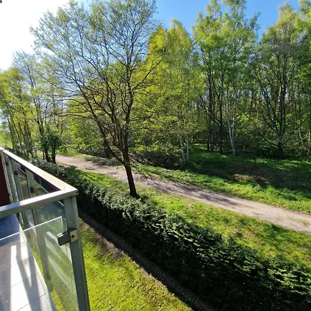 Seaside Forest - Polanki